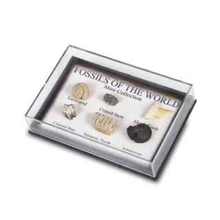 Mini Fossil Chart Pack — mini fossil chart pack 2 copy 1