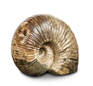 Whole Polished Ammonite — 0828 copy scaled