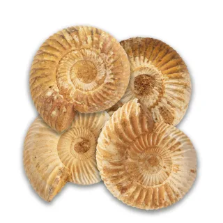 Ammonites