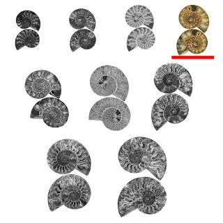 Cut and Polished Ammonite Pair — cp ammonite pairs group mediumlarge