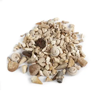 Mini Fossil Box Pack — mini fossil box pack 2