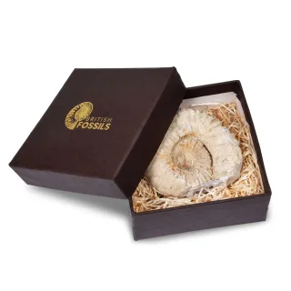 Cut Base Gift Boxed Agadir Ammonites