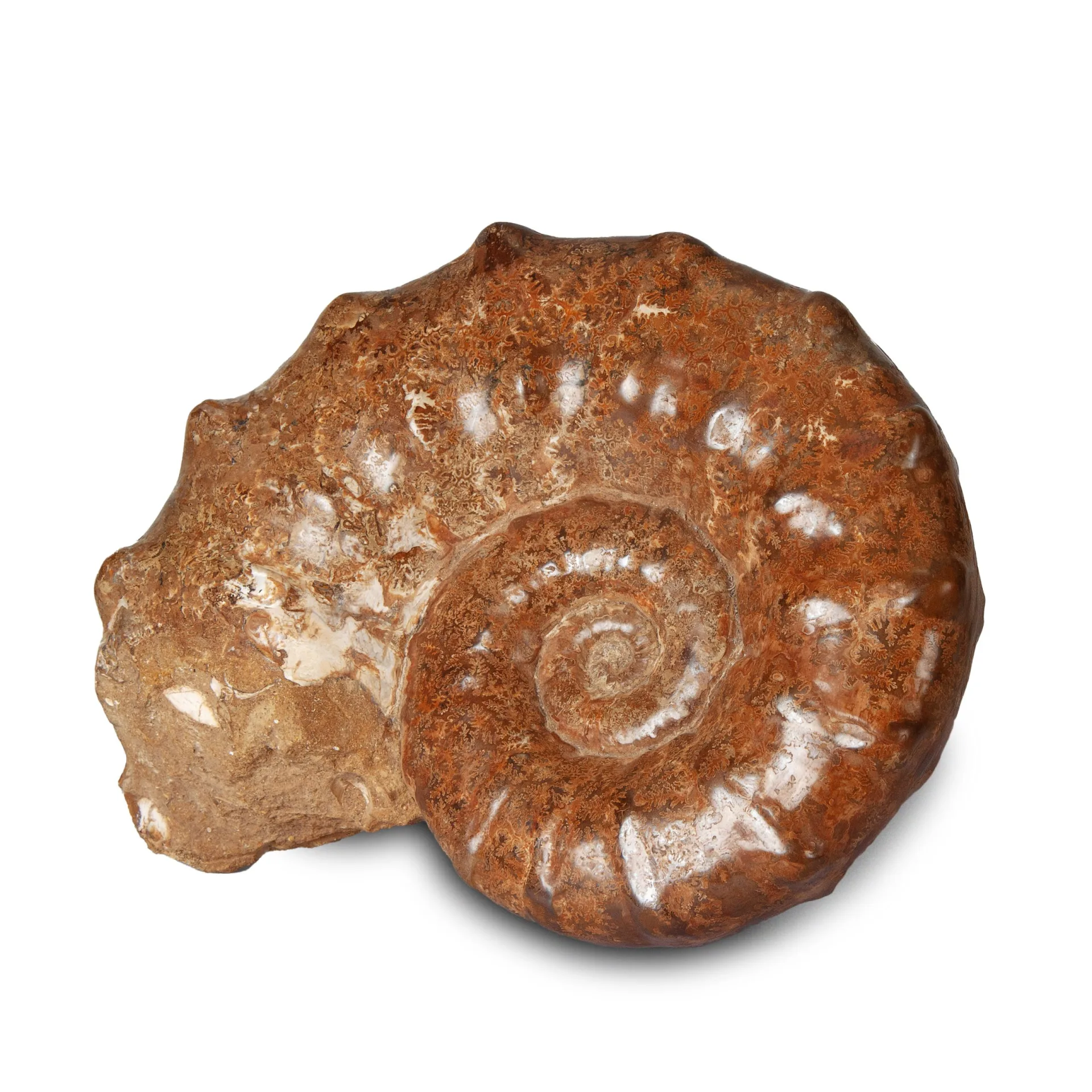 Whole White Ammonite- 27% Off