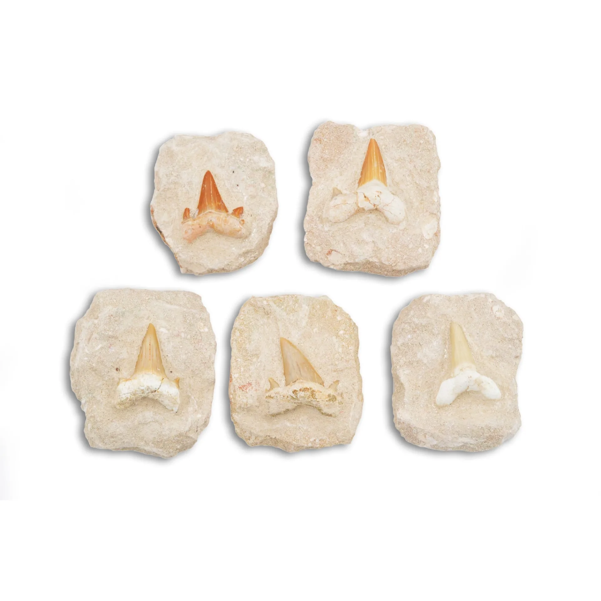 Fossil Shark Tooth on Matrix