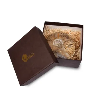 Cut Base Gift Boxed Agadir Ammonites — 3646