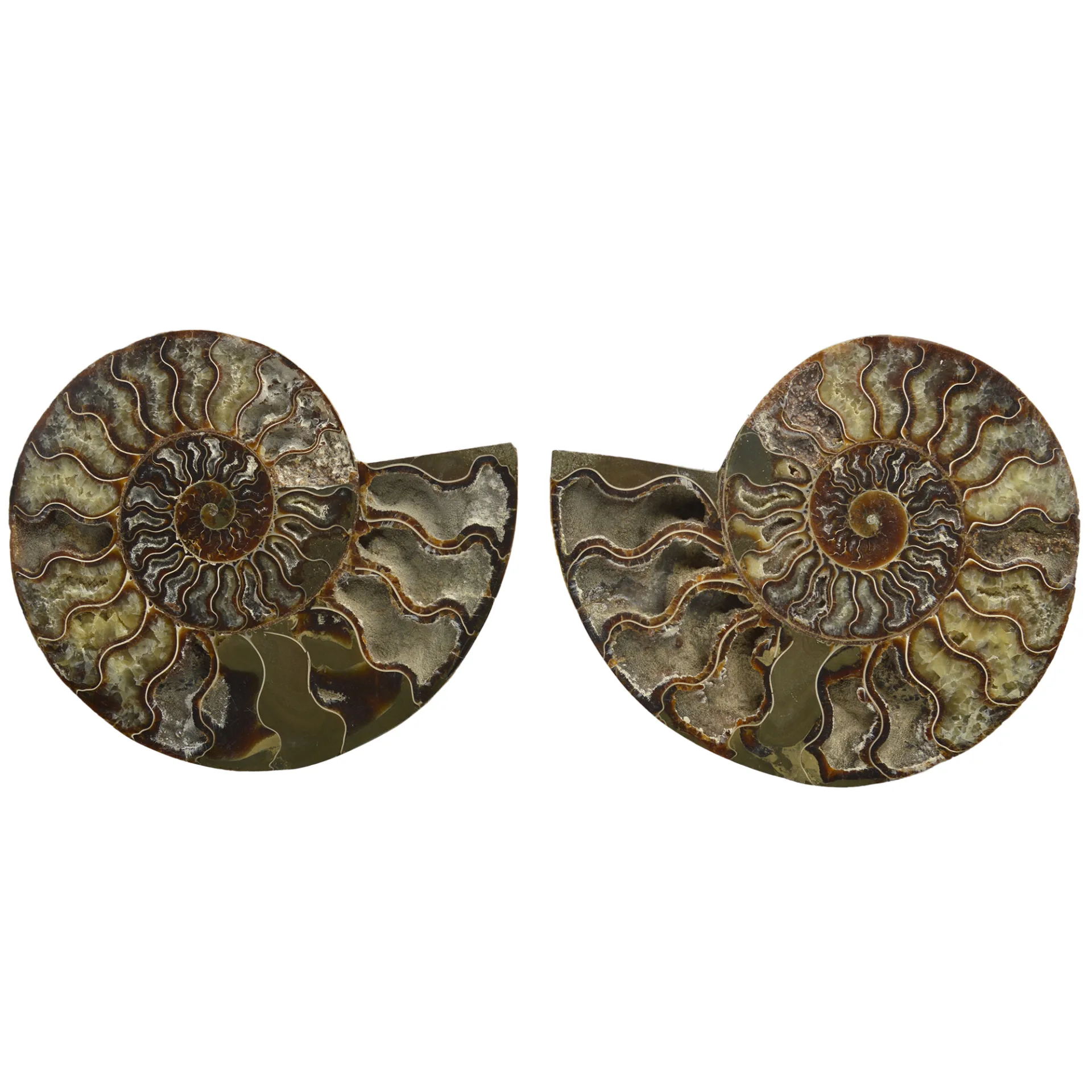 Large Cut & Polished Ammonite Pair- 28% Off