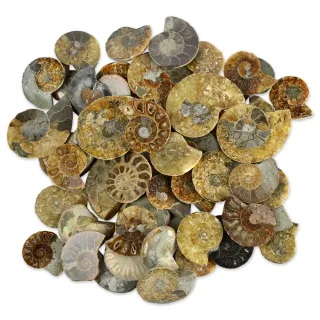 B-Grade Cut & Polished Ammonites- Bulk Buy Offers — basketline c p ammonites b grade 1
