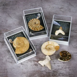 Gift-Boxed Fossil Pack — gift boxed fossils loose 2