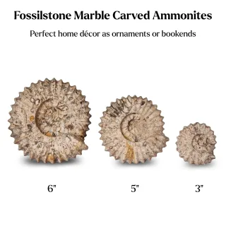 Carved Fossilstone Ammonites — 5 inch ammonite 1