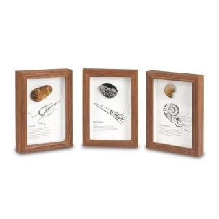 Framed Fossils