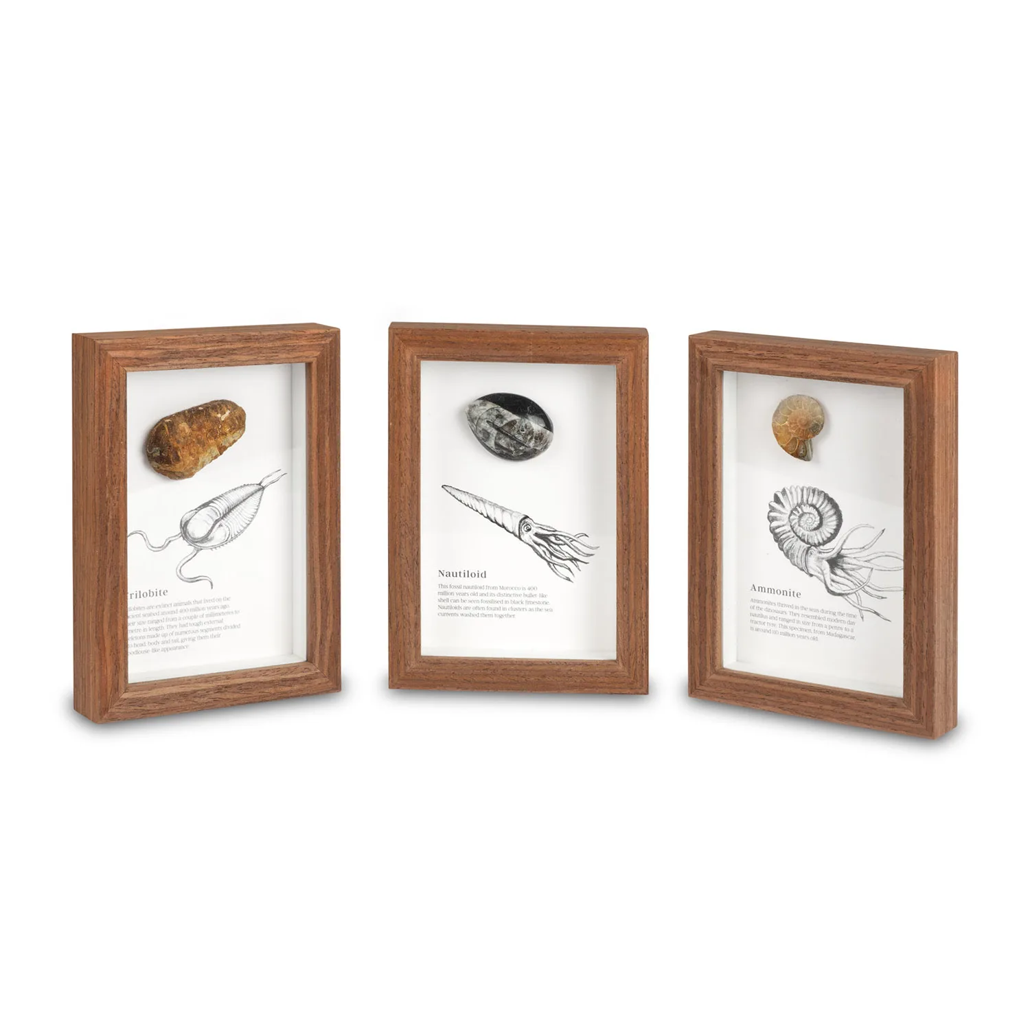 Framed Fossils