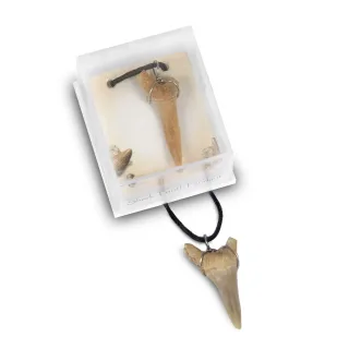Fossil Shark Tooth Pendant Pack — fossil shark tooth pendant 2