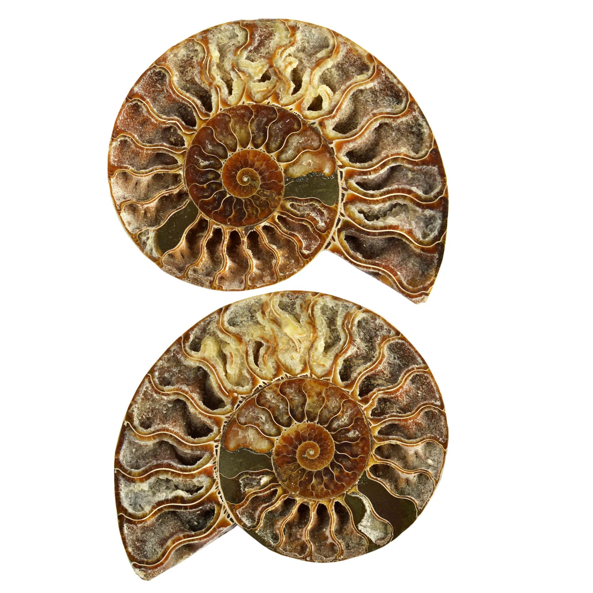 Cut and Polished Ammonite Pair