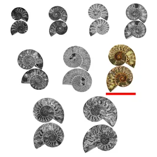 Cut and Polished Ammonite Pair — cp ammonite pairs group xxl