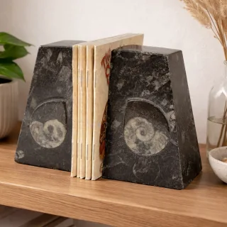 Small Goniatite Bookends (view 4)