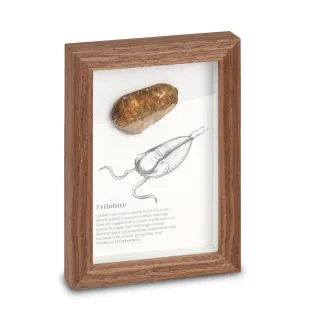 Framed Fossils — framed fossils