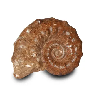 Whole White Ammonite- 27% Off — 2 copy scaled