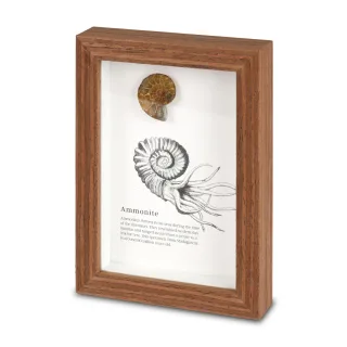 Framed Fossils — framed fossils 1
