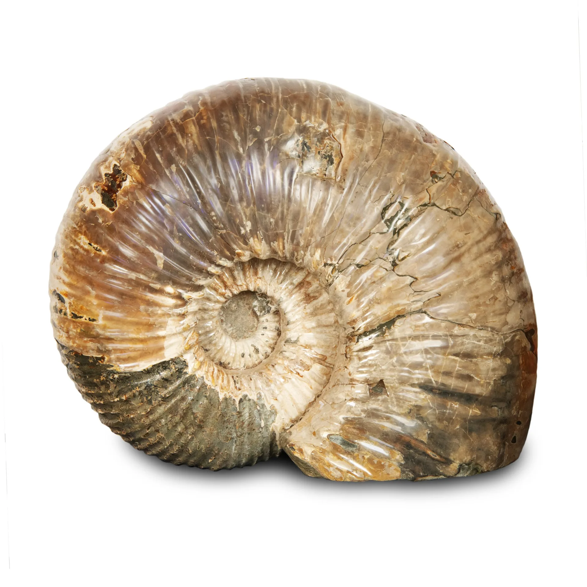 Whole Polished Ammonite