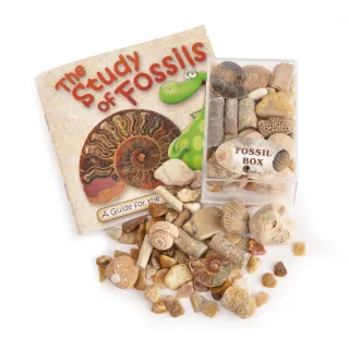 The Study of Fossils Booklets — fossil box with study of fossils booket no teeth 1 scaled
