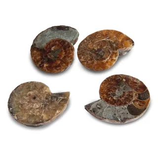 B-Grade Cut & Polished Ammonites- Bulk Buy Offers