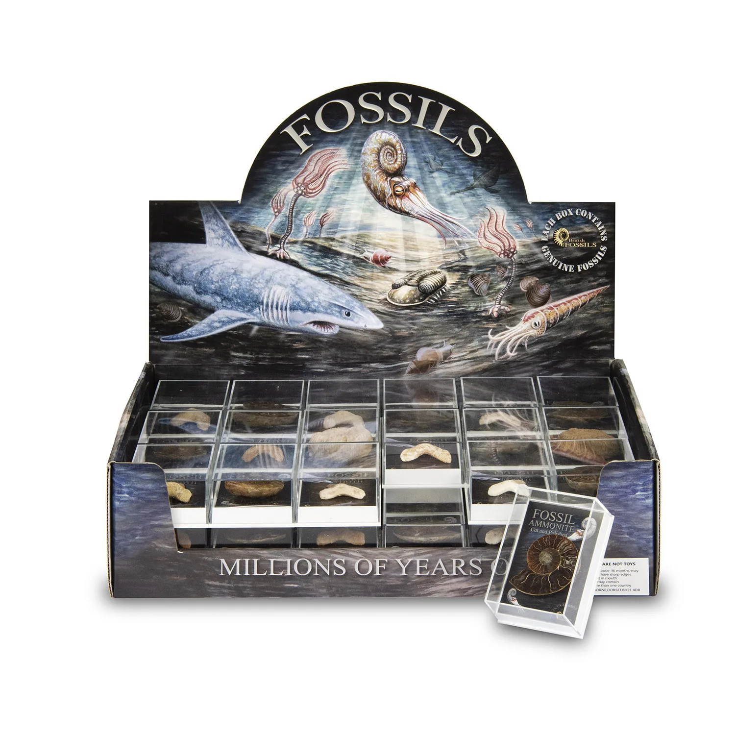 Gift-Boxed Fossil Pack