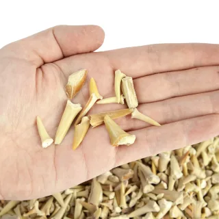 Assorted Small Shark Teeth C-Grade (1KG) — 1kg assorted small shark teeth c grade 2