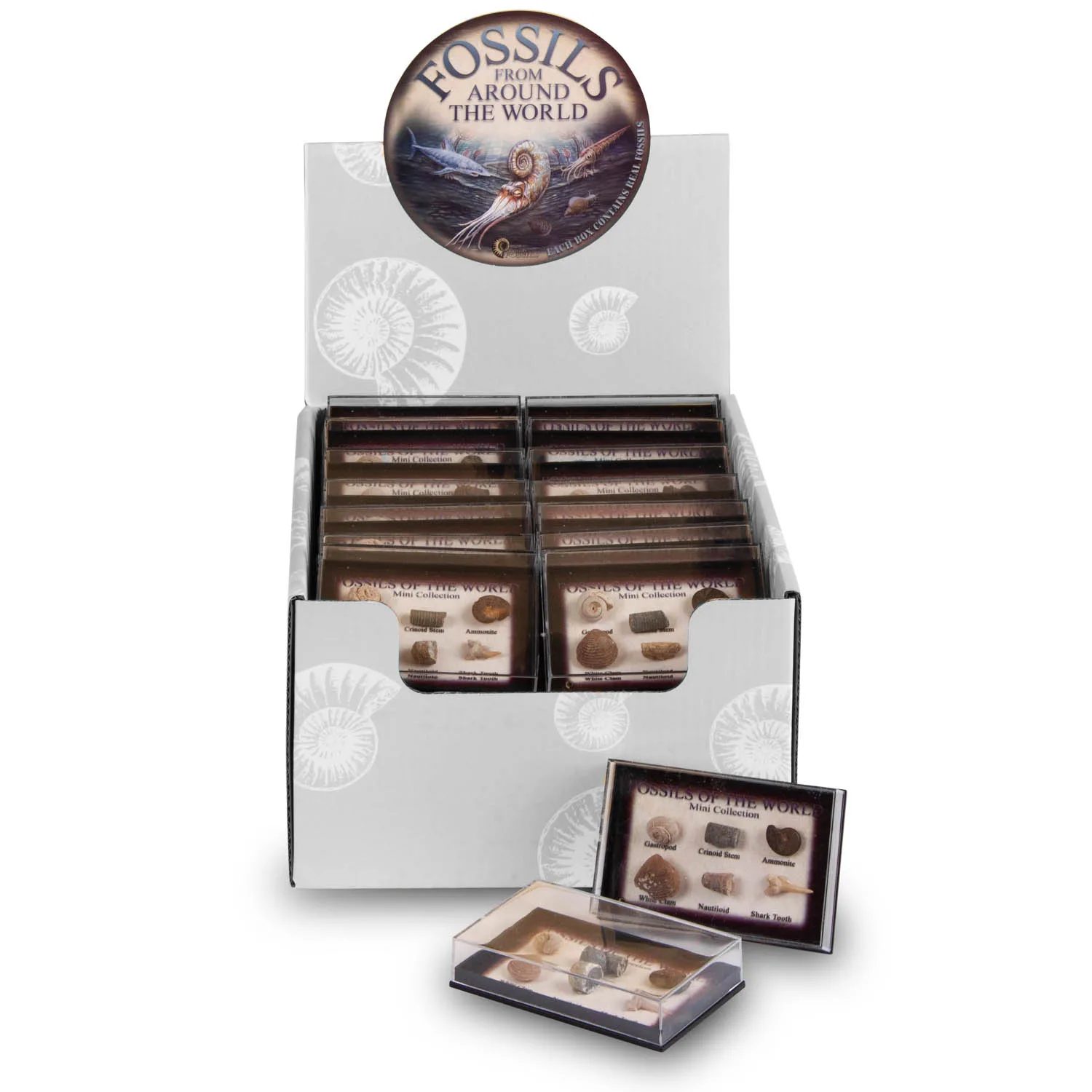 Mini Fossil Chart Pack