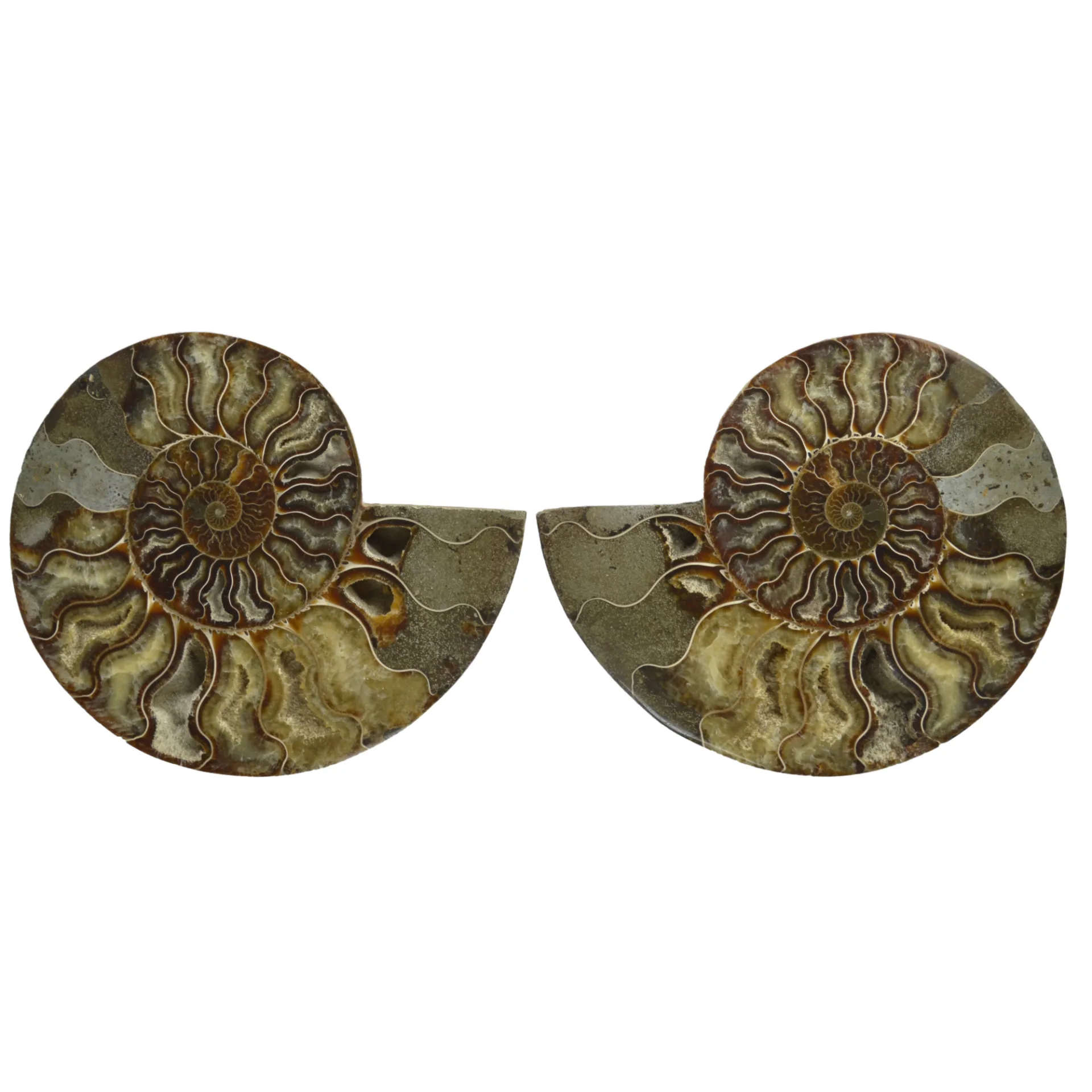 Large Cut & Polished Ammonite Pair- 27% Off