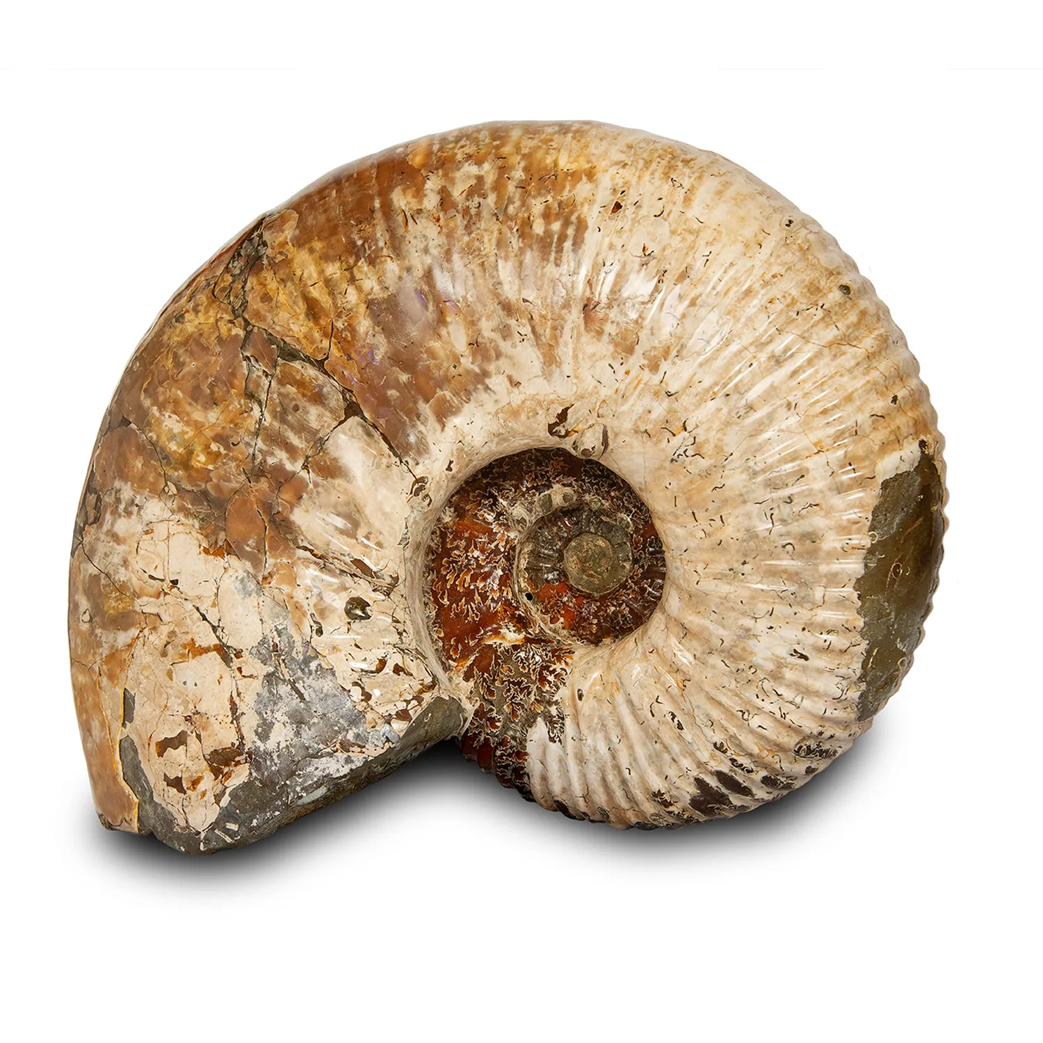 Whole Polished Ammonite- 28% Off