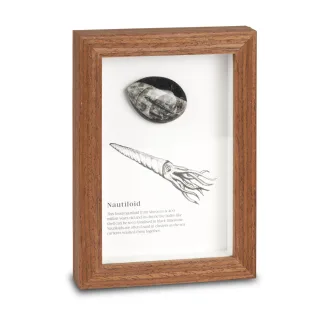 Framed Fossils — framed fossils
