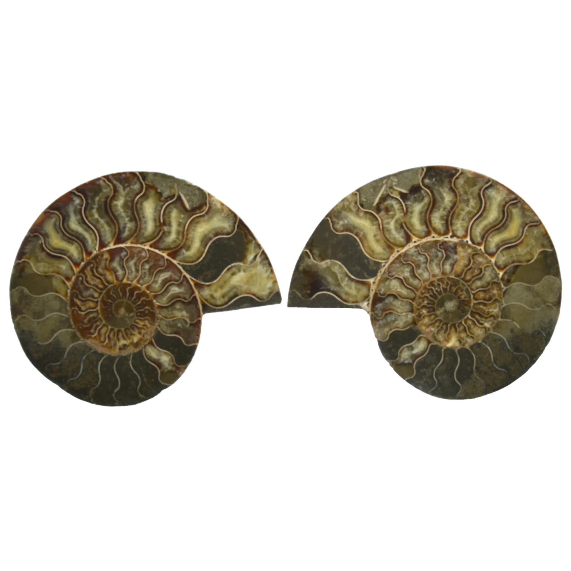 Large Cut & Polished Ammonite Pair- 27% Off