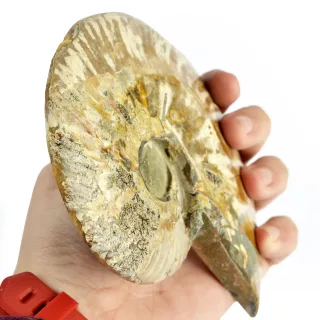 Cut and Polished Ammonite Pair — cp ammonite pair back