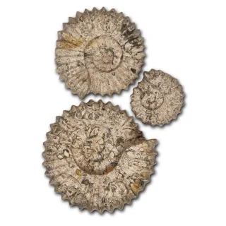 Carved Fossilstone Ammonites