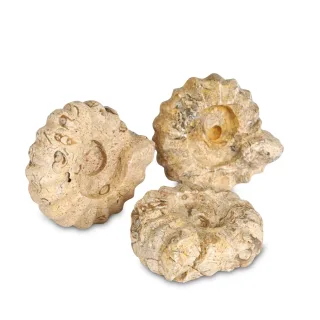 Carved Ammonites Pack — on864 carved ammonites pack 2