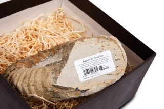 Cut Base Gift Boxed Agadir Ammonites — 3649