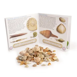 The Study of Fossils Booklets — fossil box with study of fossils booket no teeth 5 scaled