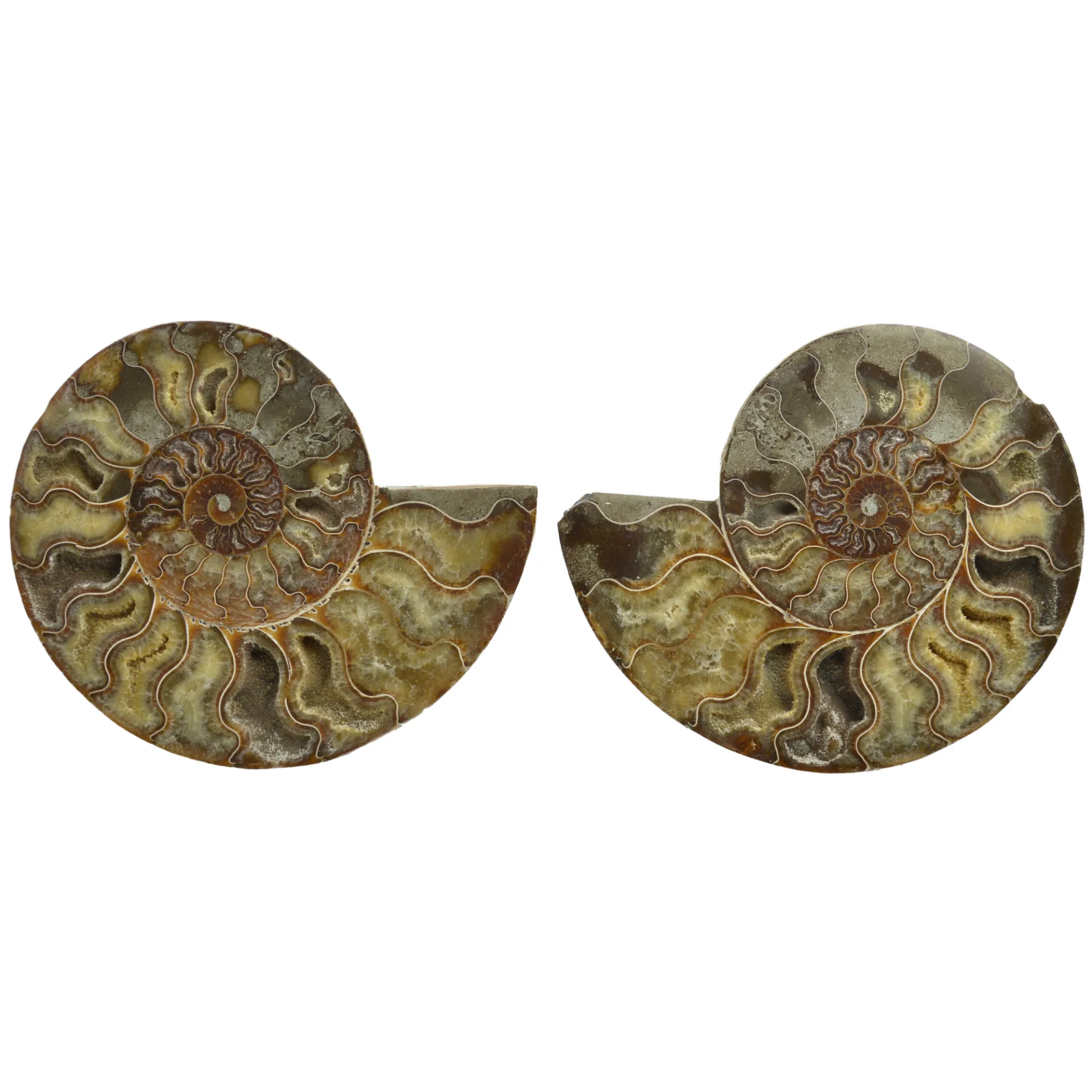 Large Cut & Polished Ammonite Pair- 28% Off