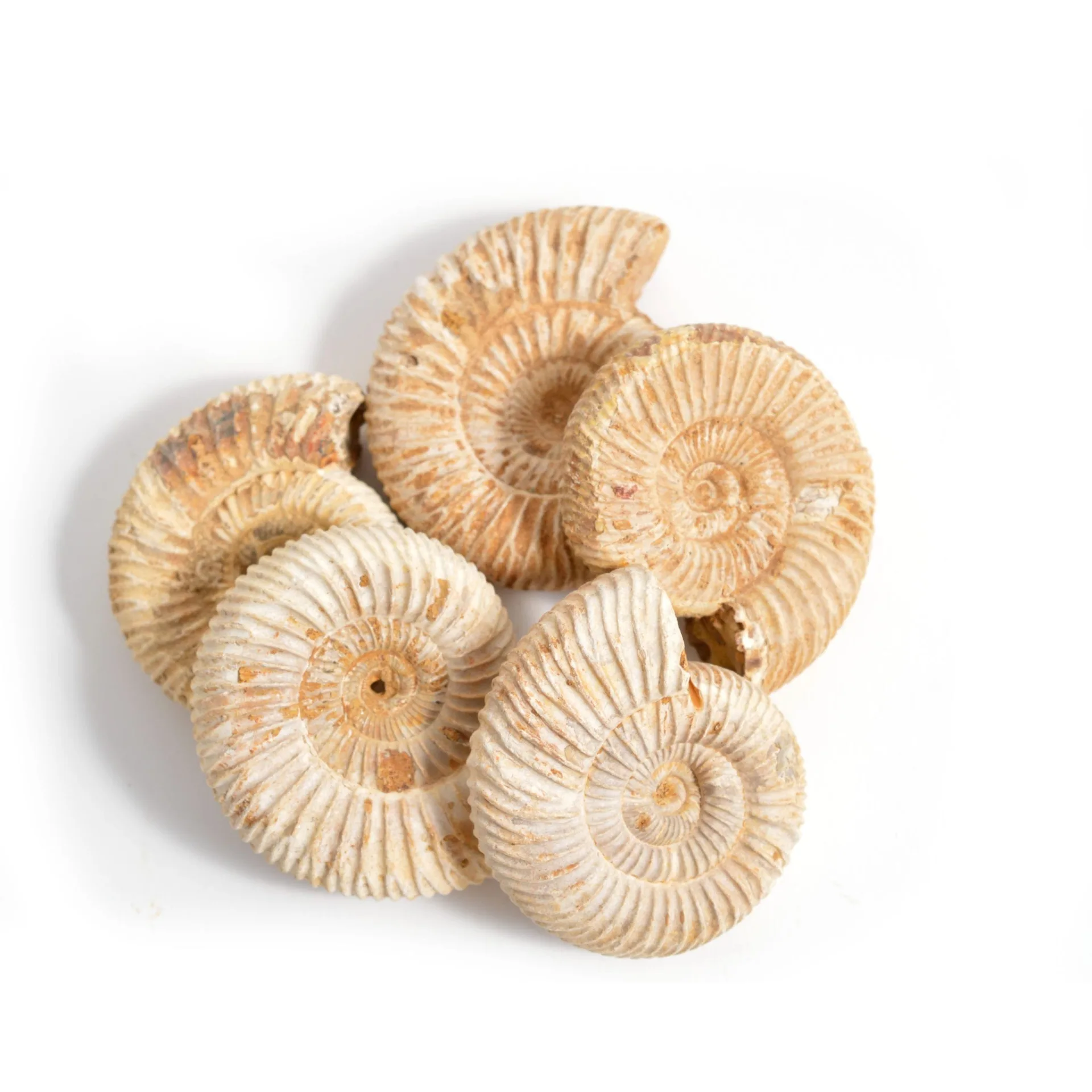 2" Madagascan Ammonite