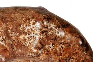 Whole White Ammonite- 27% Off — 2820 copy copy scaled